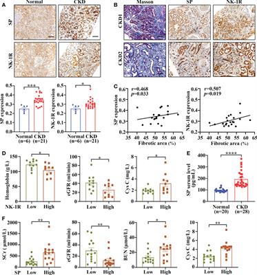 Targeting NK-1R attenuates renal fibrosis via modulating inflammatory responses and cell fate in chronic kidney disease